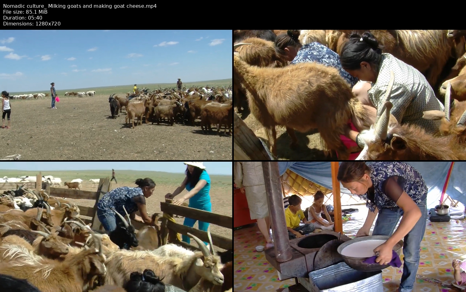 Nomadic culture: Milking goats and making goat cheese